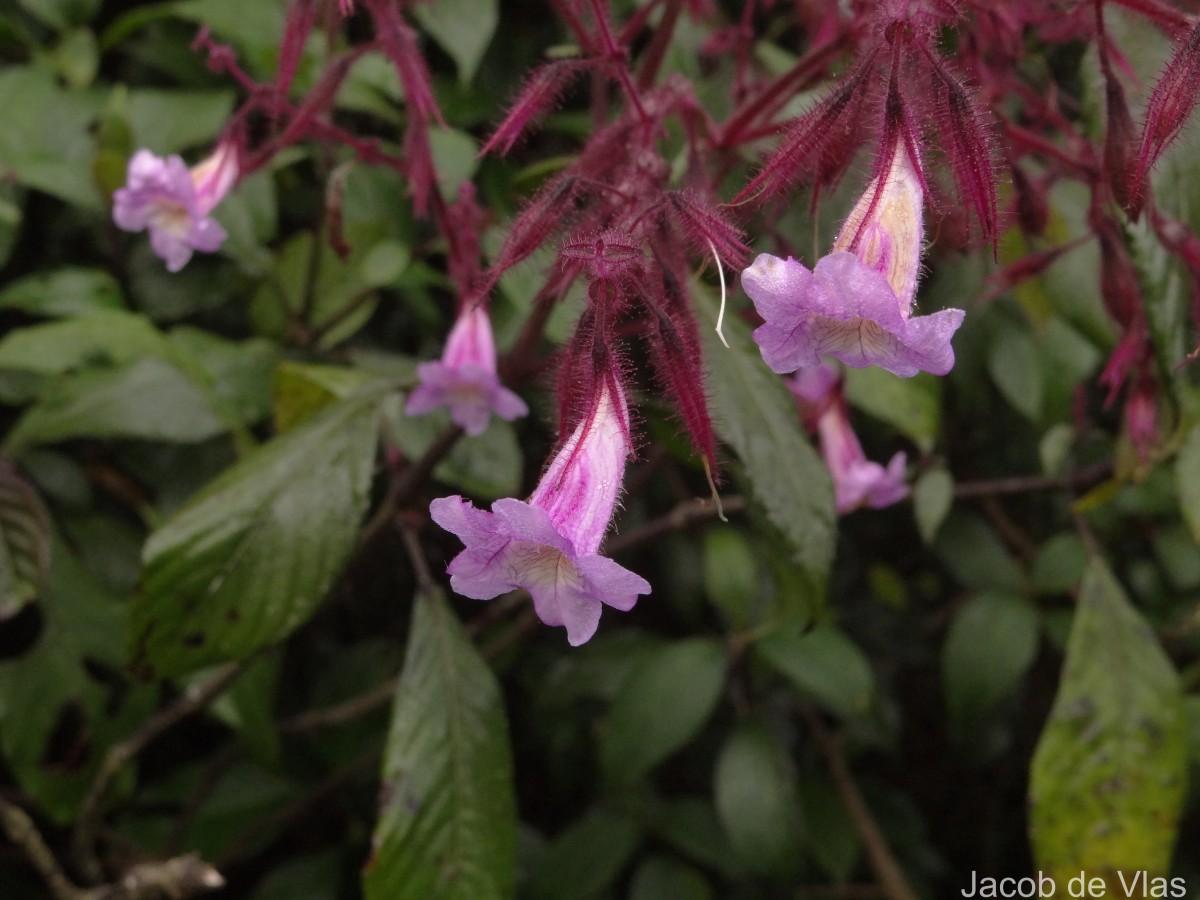 Strobilanthes pulcherrima T.Anderson
